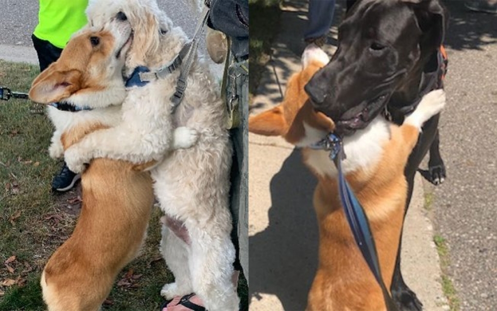 Esse cãozinho que ama abraçar é a coisa mais fofa que você vai ver hoje