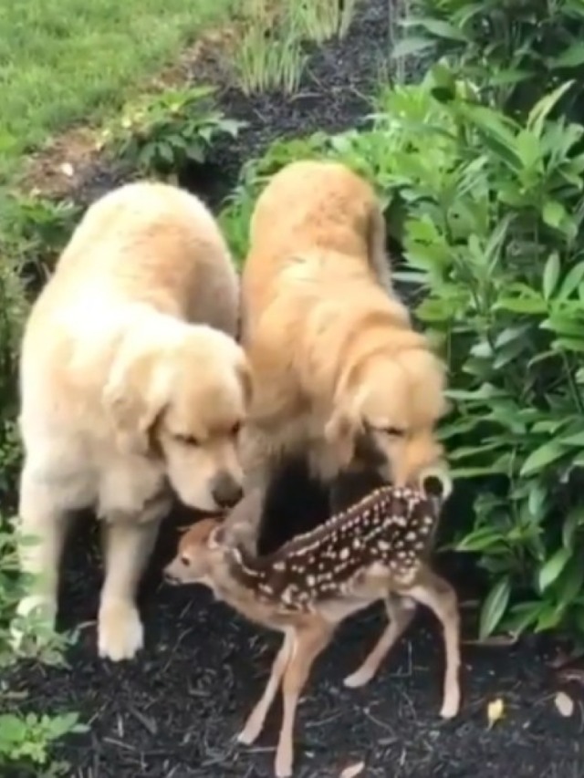 Cachorros fazem amizade com cervo no vídeo mais encantador que você vai ver hoje