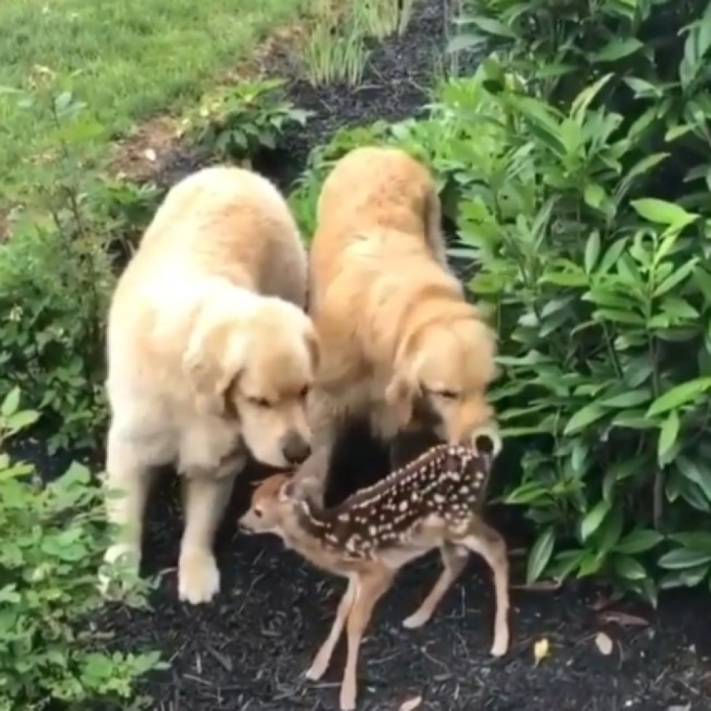 Cachorros fazem amizade com cervo no vídeo mais encantador que você vai ver hoje