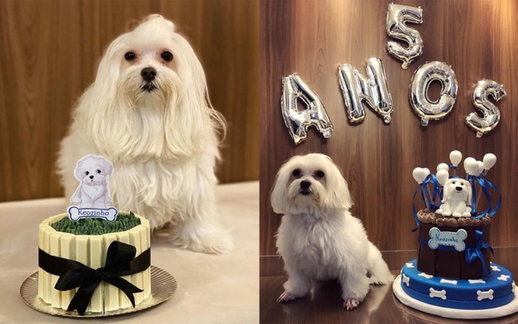 Cão comemora aniversário todos os anos, e dona já rifou Fusca para pagar festa