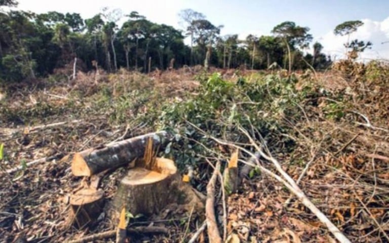 46% acham gestão de Bolsonaro em defesa da Amazônia ruim ou péssima