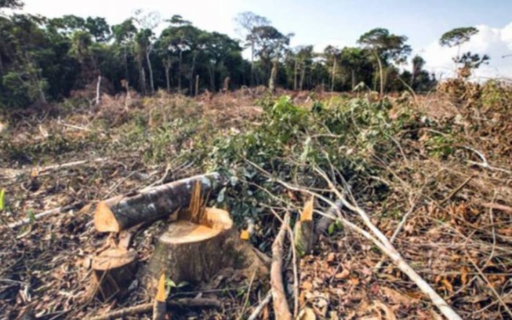 46% acham gestão de Bolsonaro em defesa da Amazônia ruim ou péssima 46% acham gestão de Bolsonaro em defesa da Amazônia ruim ou péssima
