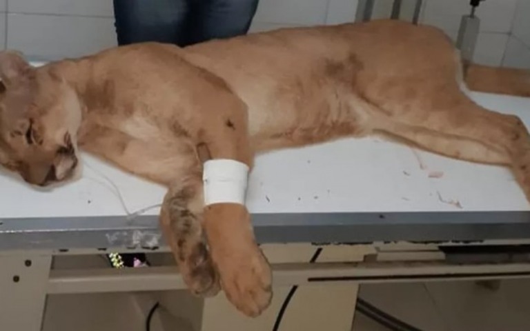 Após ser resgatada e devolvida à natureza, onça parda é atropelada em SP