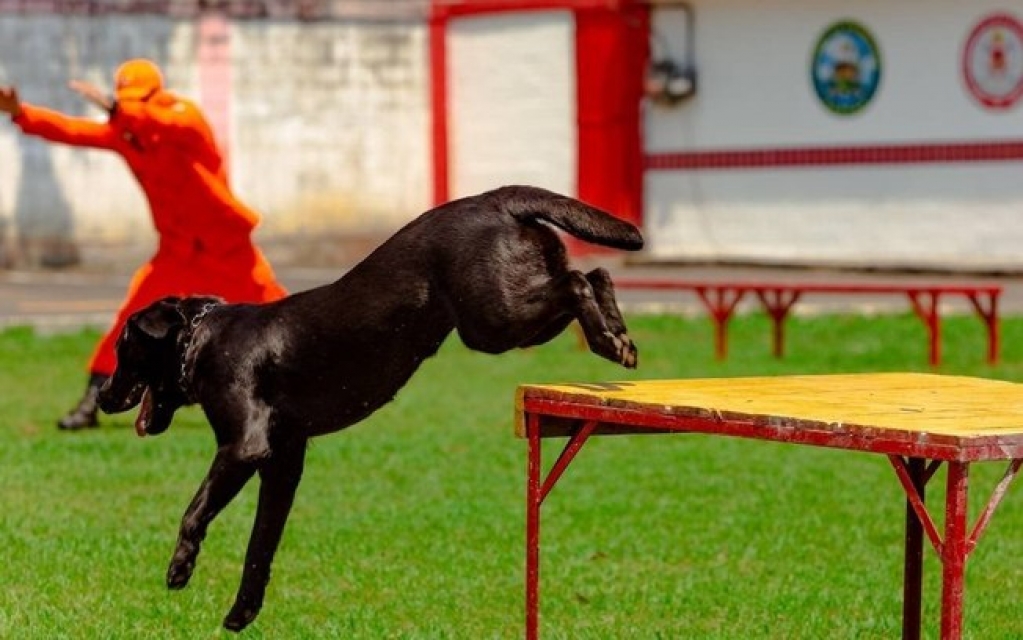 Corpo de bombeiros do Rio de Janeiro tem novos "estagiários" de quatro patas