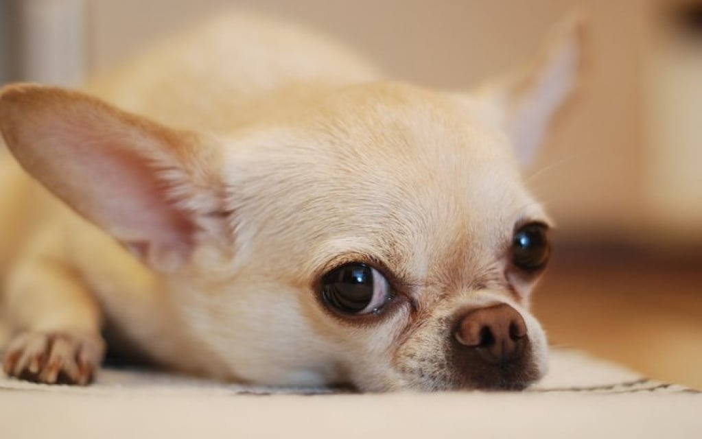 Amigos de longa data! Cachorros foram os primeiros animais domesticados