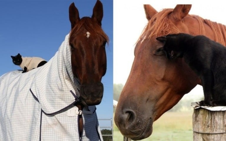 Gatinho e cavalo são melhores amigos e tem fotos para lá de encantadoras