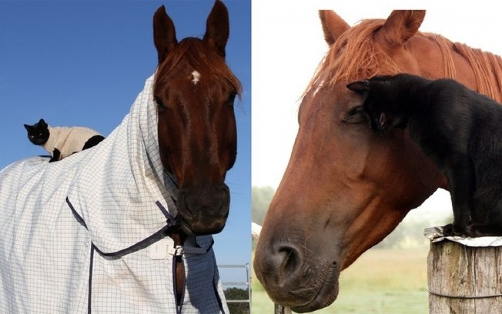 Gatinho e cavalo são melhores amigos e tem fotos para lá de encantadoras