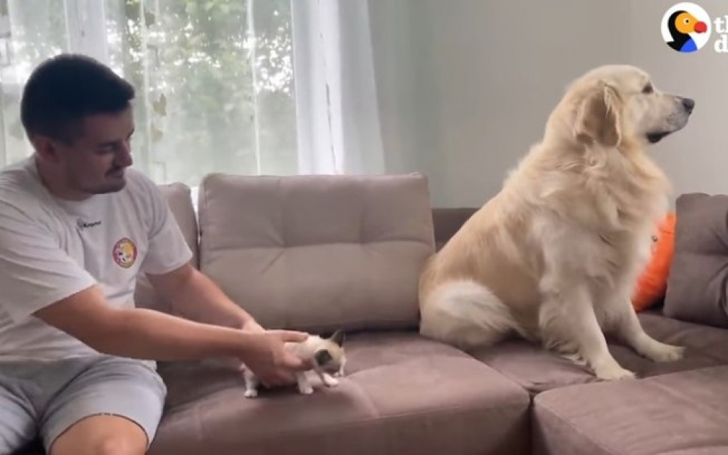 Inusitado, vídeo de Golden Retriever adotando gatinho como irmão 'hita' na web