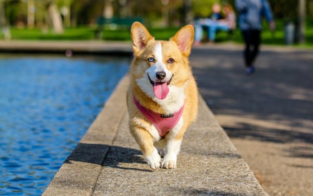 Esquentou? Veja os cuidados para passear com seu pet no calor