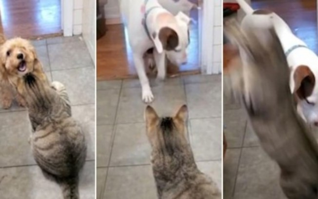 Vídeo mostra filhote chamando cachorro maior para protegê-lo de gato e viraliza