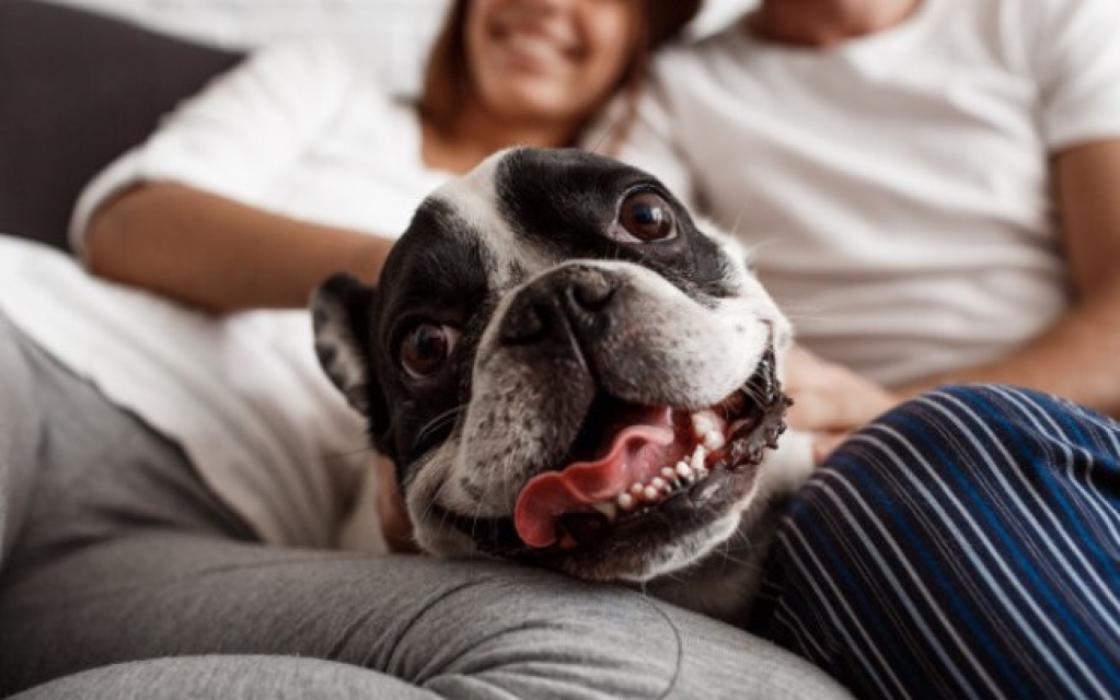 Quem fica com o pet após a separação? Advogada explica o que fazer