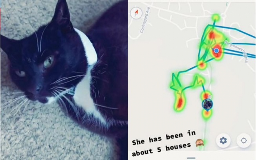 Mulher coloca GPS em coleira de gata e se surpreende ao ver por onde ela andou