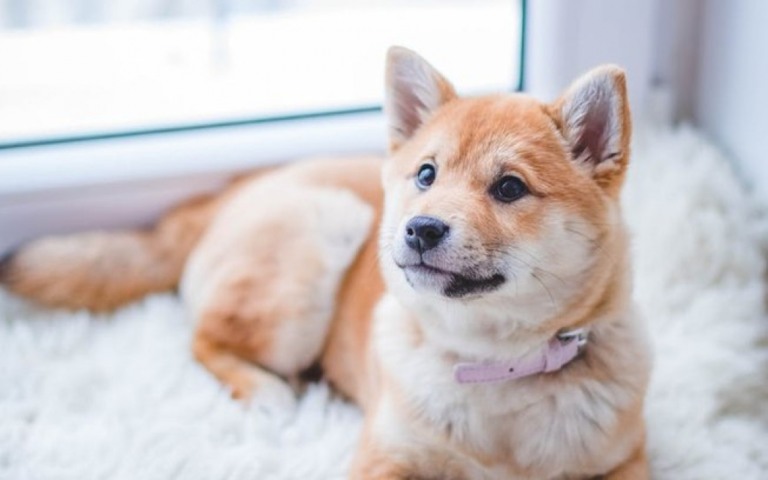 Vou viajar e não posso levar meu pet. O que devo fazer?