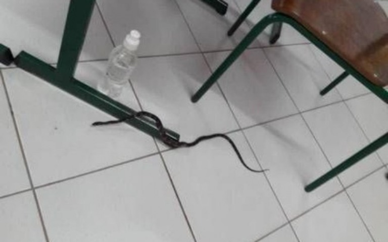 Cobra assusta eleitores e votação em escola de SC é suspensa