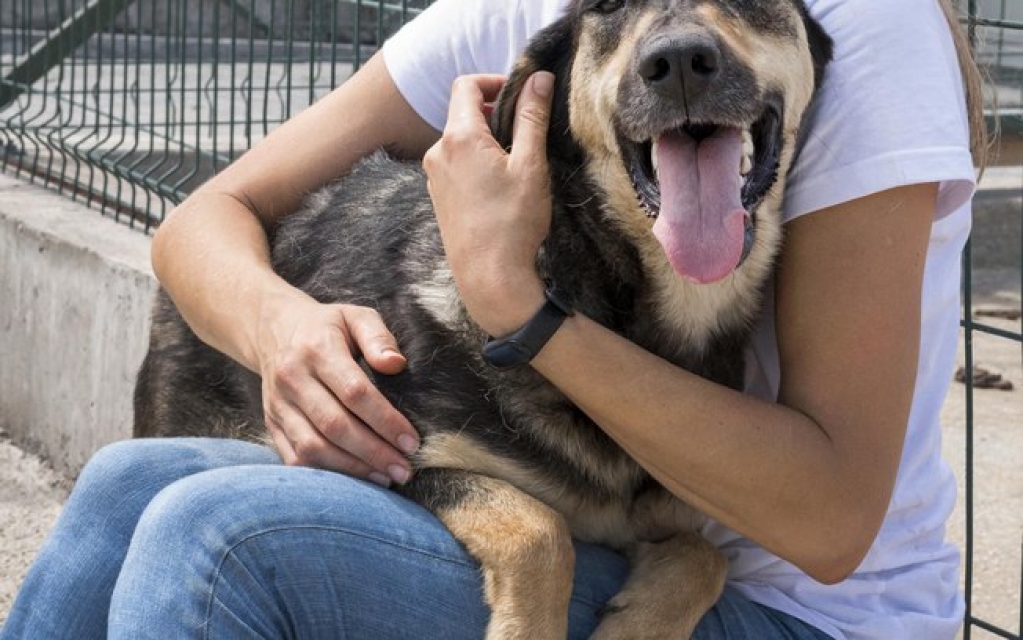 Pesquisa mostra perfil de pais e mães de pet brasileiros