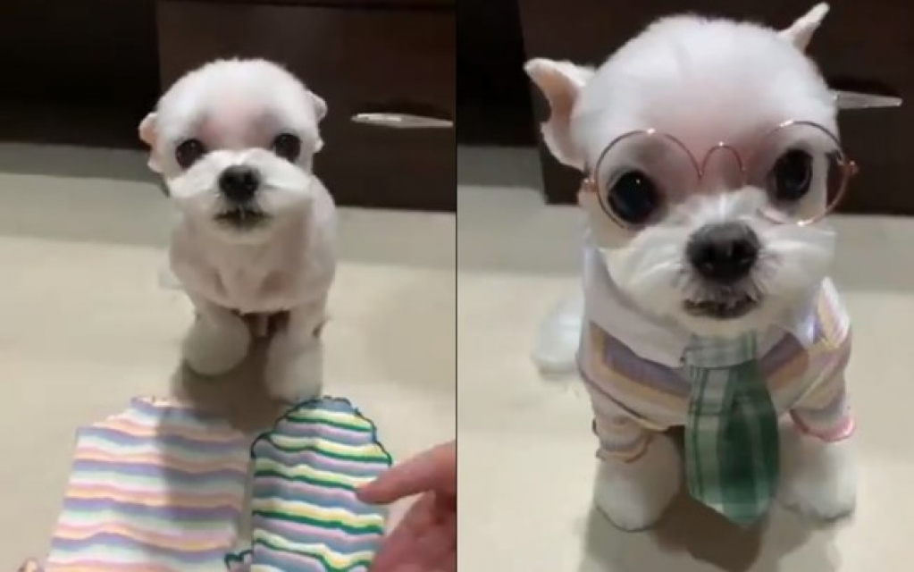 Fofura! Esse cãozinho escolhendo qual roupa usar vai salvar o seu dia