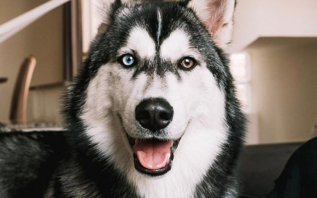 Conheça Gudan, o husky siberiano sensação do TikTok