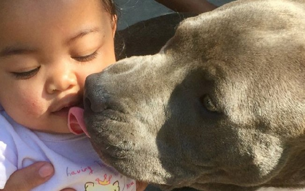 Oito pitbulls super fofos que vão mudar a sua visão sobre eles