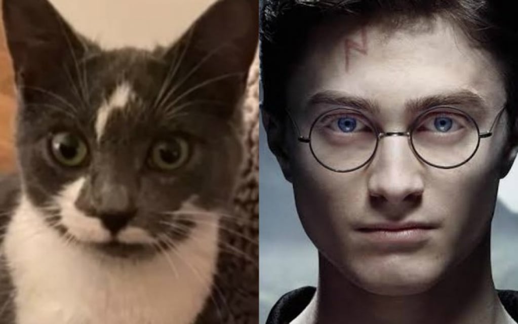 Felino é batizado de "Gato Potter" por semelhança incrível com o bruxo