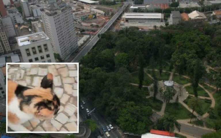 Gata é encontrada morta com galho na boca; voluntários suspeitam de estupro
