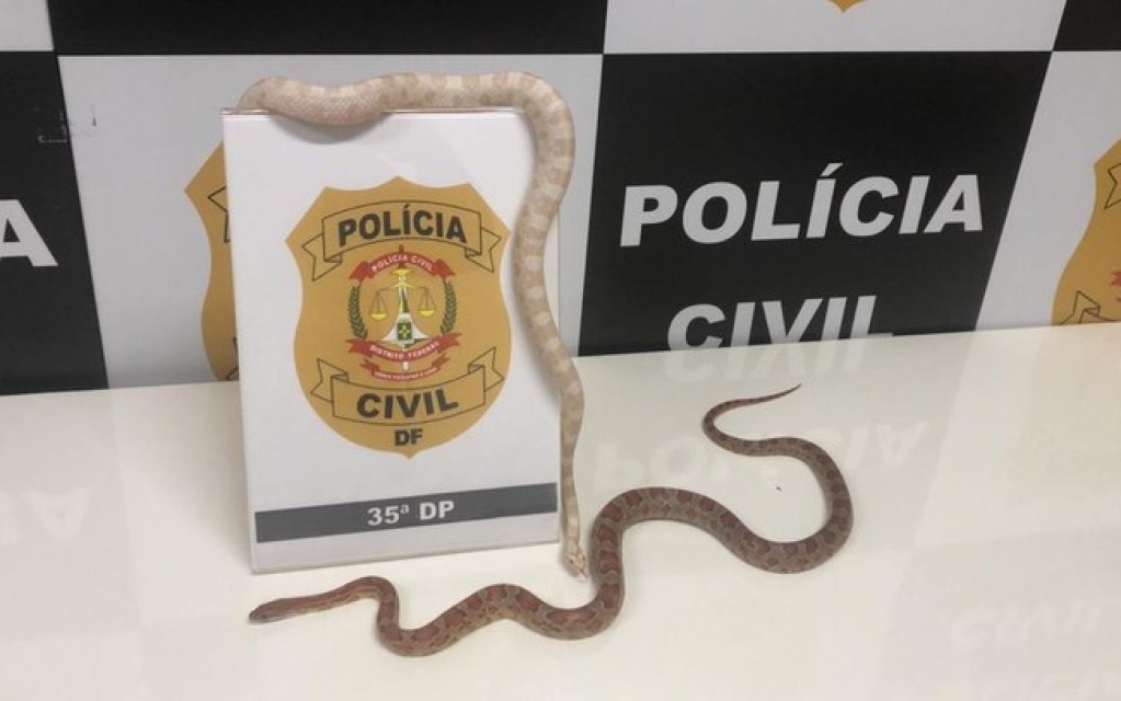 Dandara e Cinara: polícia apreende cobras exóticas criadas ilegalmente no DF Dandara e Cinara: polícia apreende cobras exóticas criadas ilegalmente no DF