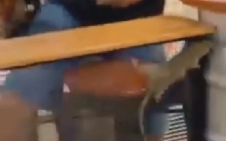 Rato invade praça de alimentação e assusta pessoas em shopping do Rio; assista