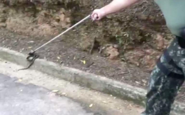 Grande SP: Jararaca é capturada em parque municipal de Santo André