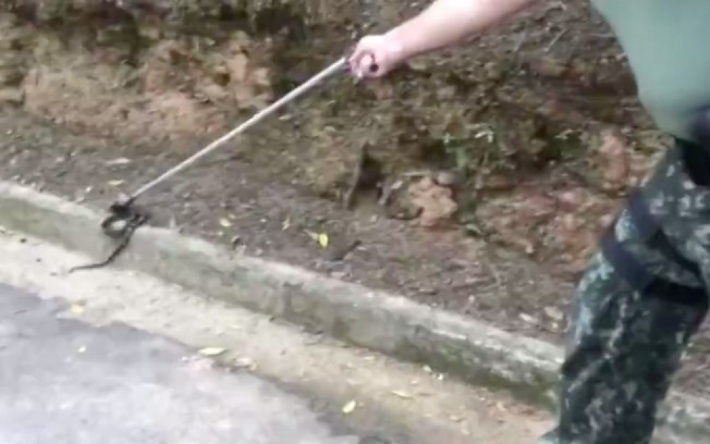 Grande SP: Jararaca é capturada em parque municipal de Santo André Grande SP: Jararaca é capturada em parque municipal de Santo André