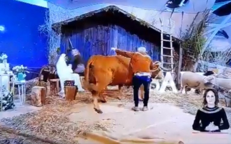 Vaca escapa e causa confusão em programa de TV em Portugal