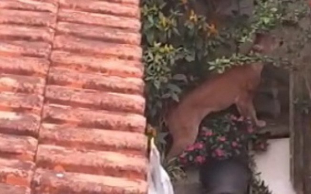 Onça é vista caminhando no quintal de casa em Minas Gerais; veja o vídeo Onça é vista caminhando no quintal de casa em Minas Gerais; veja o vídeo