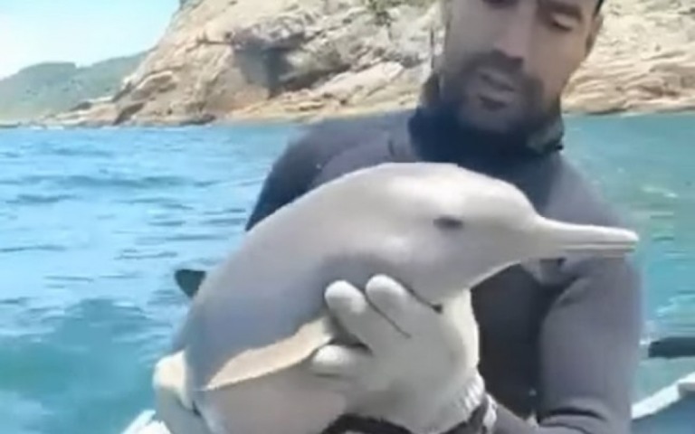 Pescador salva golfinho preso em rede e gesto de carinho viraliza; assista