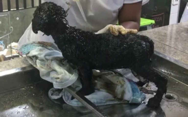 Mulher joga piche quente e abandona filhotes de cachorro em Minas Gerais