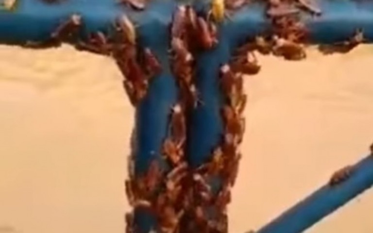Cidade mineira é invadida por "infestação" de baratas após temporal; assista