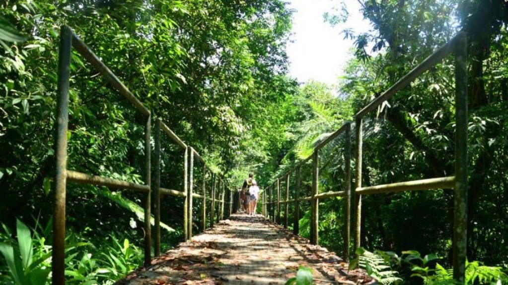 Ecoturismo na Mata Atlântica: veja quais são principais trilhas de Bertioga