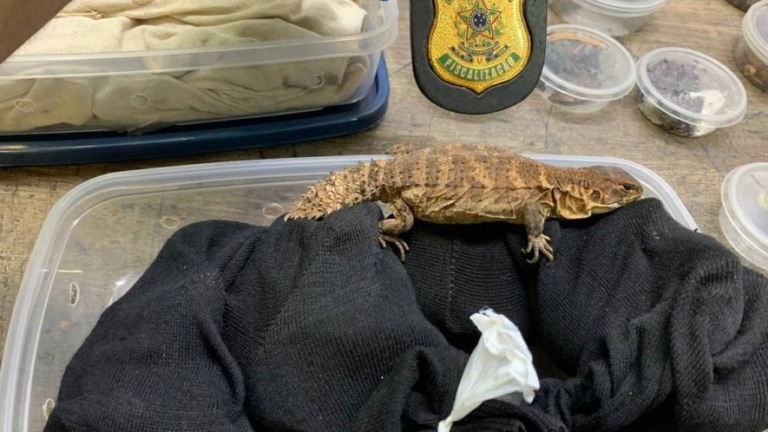 Biólogo russo é preso ao tentar embarcar com 200 animais na bagagem em São Paulo