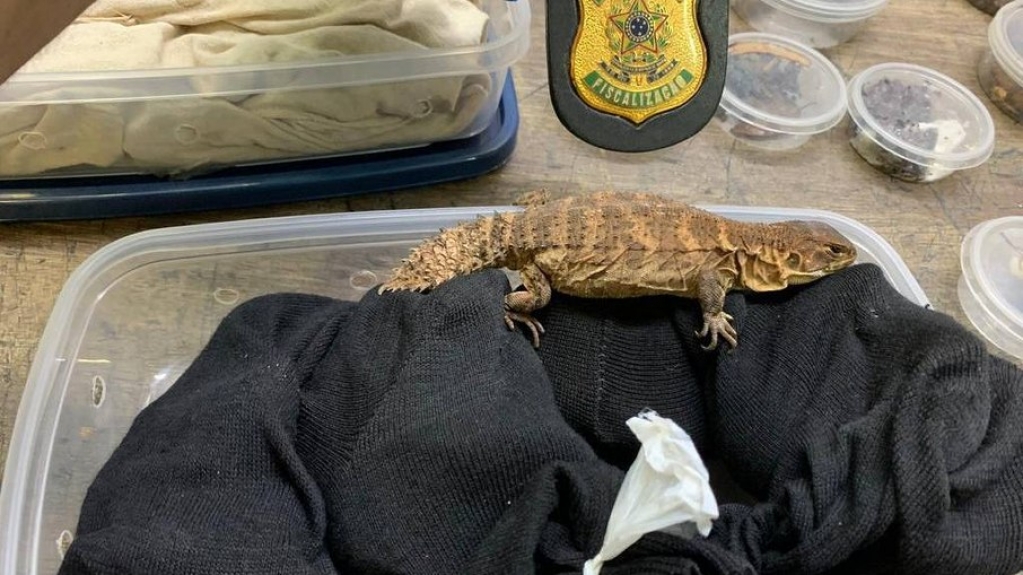 Biólogo russo é preso ao tentar embarcar com 200 animais na bagagem em São Paulo