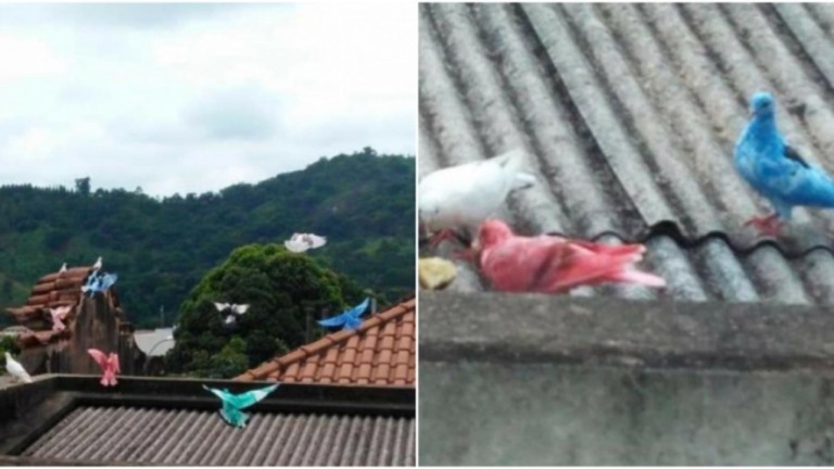 Pombos são pintados em MG e prefeitura investiga responsáveis; veja fotos