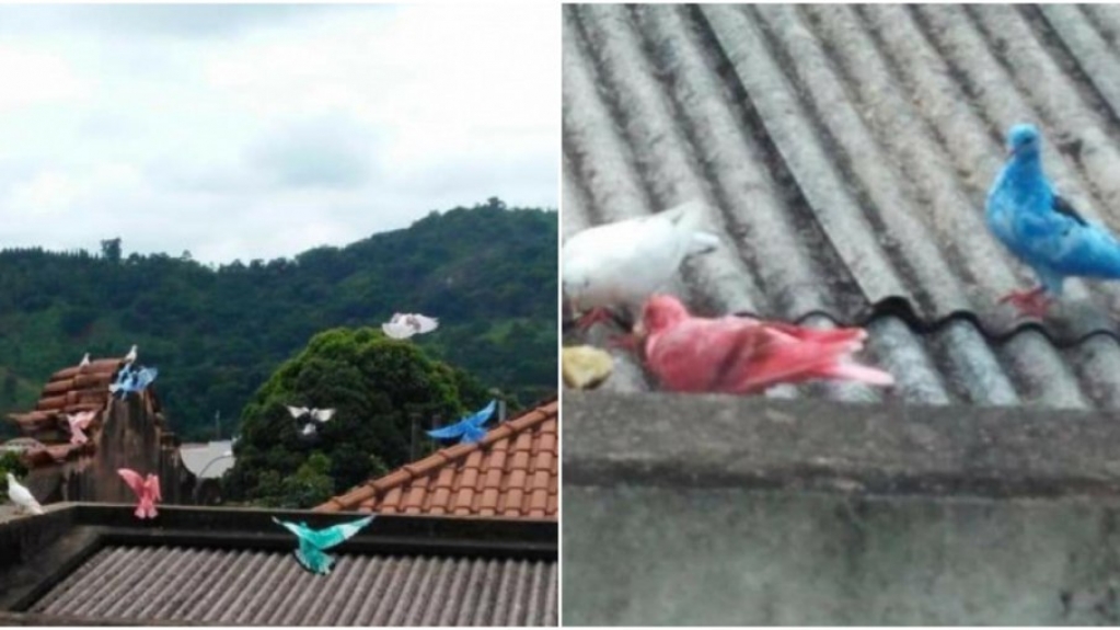 Pombos são pintados em MG e prefeitura investiga responsáveis; veja fotos