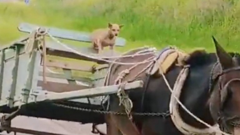 "Cãorroceiro": cachorro pilotando charrete vira febre na internet; veja o vídeo