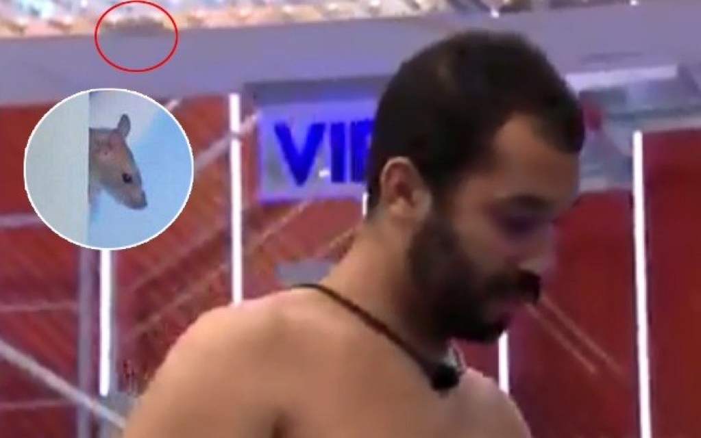 'BBB 21': Internautas dizem que rato Genilson voltou na casa 'BBB 21': Internautas dizem que rato Genilson voltou na casa
