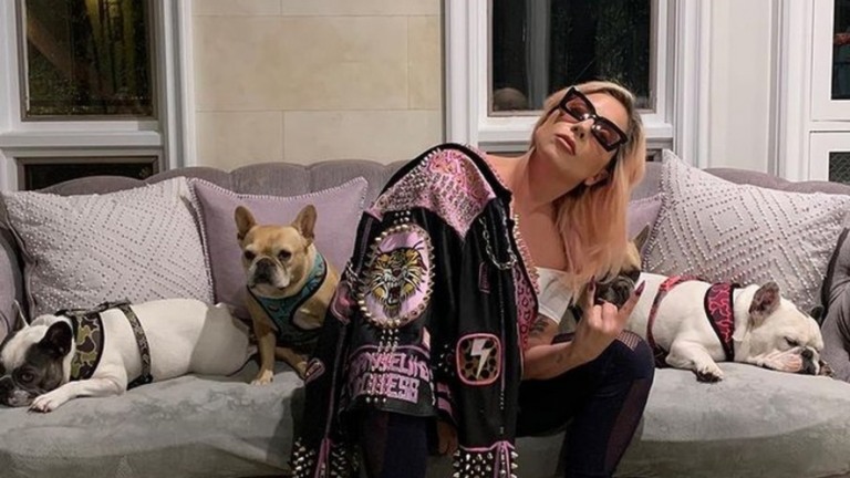 Passeador de cães é baleado e cães de Lady Gaga são roubados em Los Angeles