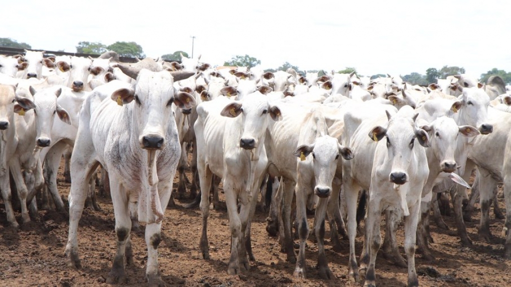 Febre aftosa: 2ª etapa de vacinação alcança mais de 98% do rebanho nacional Febre aftosa: 2ª etapa de vacinação alcança mais de 98% do rebanho nacional