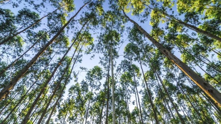 Arrecadação com concessão florestal cresceu 60% no país em 2020