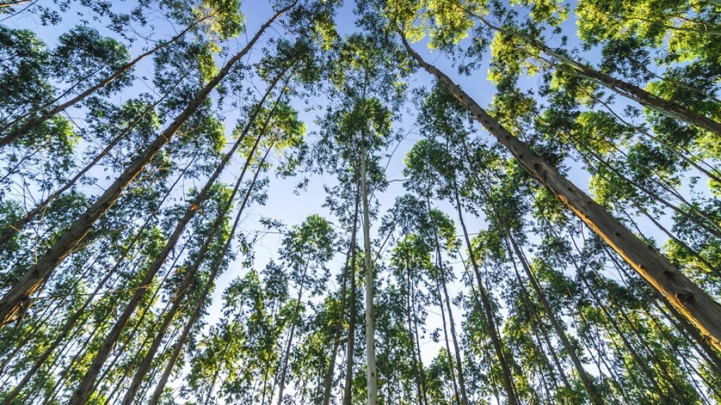 Arrecadação com concessão florestal cresceu 60% no país em 2020