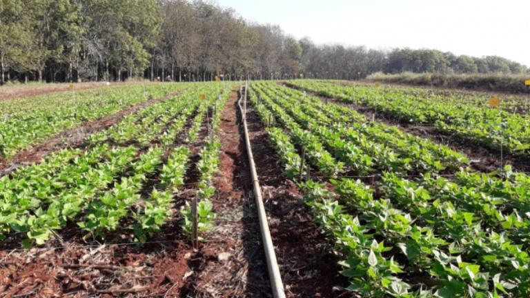 Governo federal pretende aumentar produção de fertilizantes