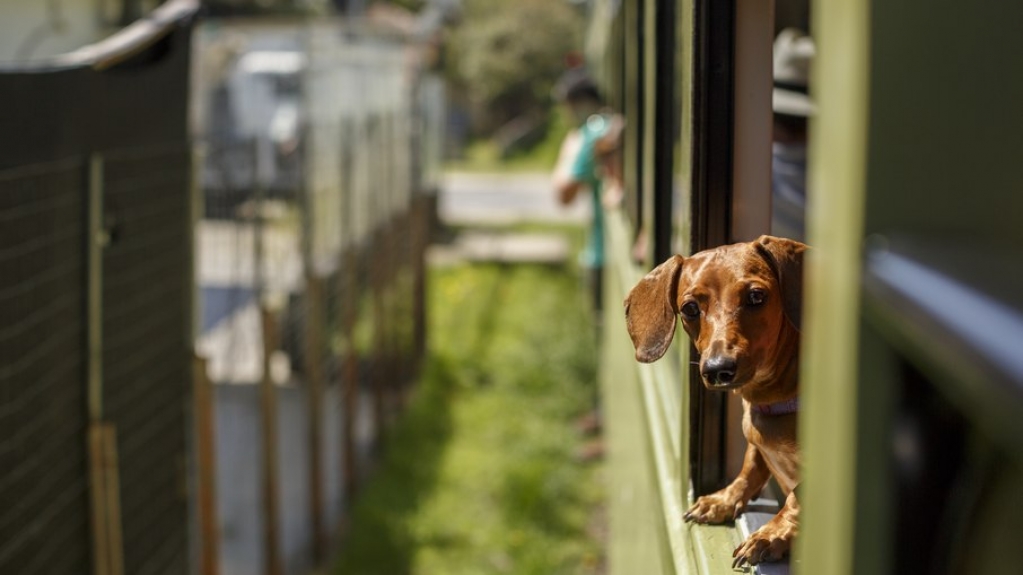 Trens adaptam vagões para viagens com seu pet em São Paulo e Paraná