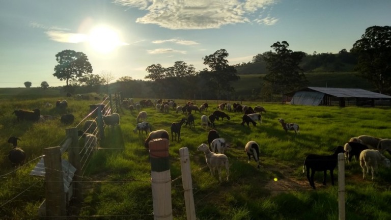 Ataque de predadores pode ser evitado com mudanças no manejo