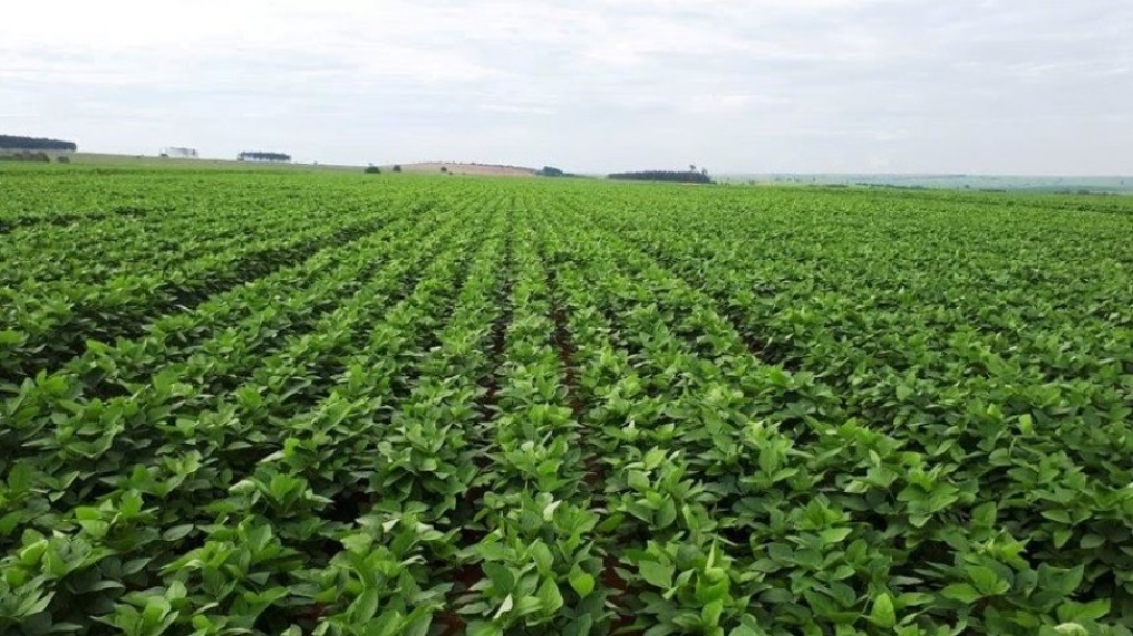 Valor da Produção Agropecuária está previsto em R$ 1,032 trilhão neste ano