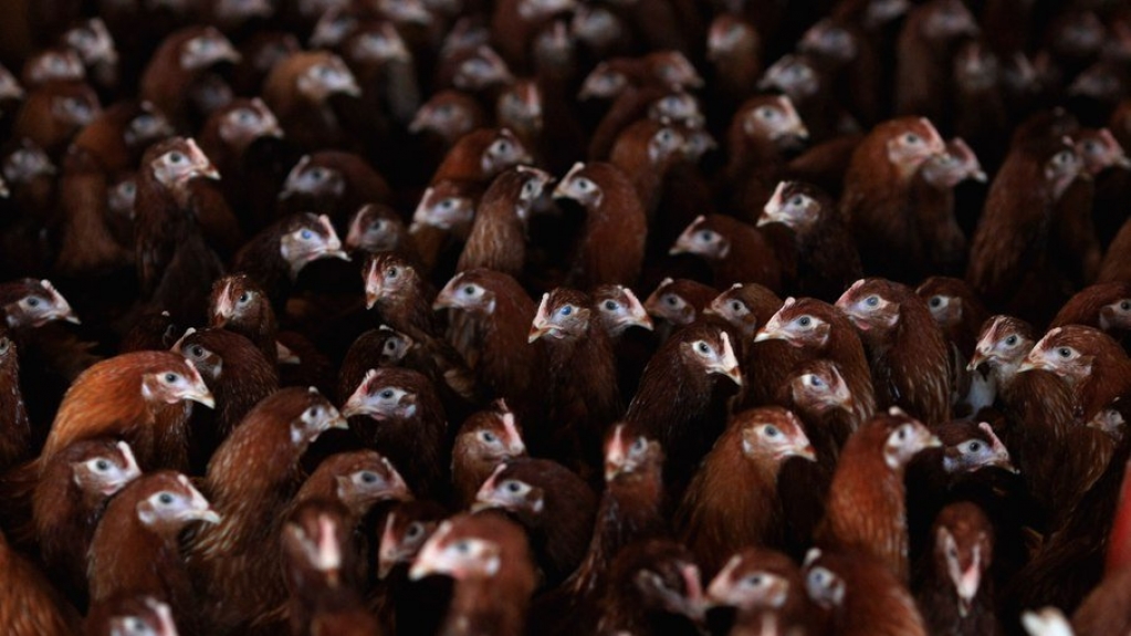 Arábia Saudita suspende compras de aves de 11 frigoríficos do Brasil