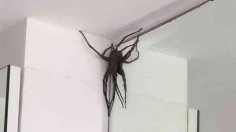 Aranhas gigantes invadem casas e assustam moradores de Belo Horizonte